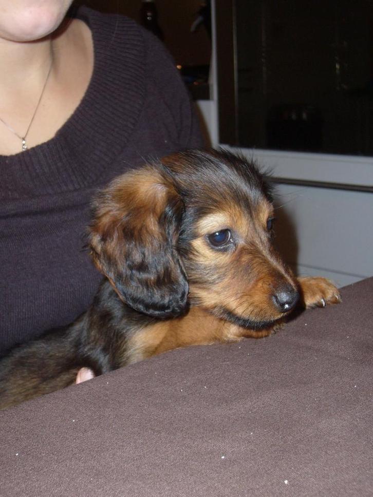 Gezocht dwerg teckel langhaar pup teefje., Dieren en Toebehoren, Honden | Teckels en Dashonden, Teef, Langhaar, Dwerg, Fokker | Hobbymatig