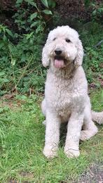 Super lief abrikoos koningspoedel teefje, Dieren en Toebehoren, Poedel, CDV (hondenziekte), Teef, Eén hond