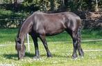 Prachtige Friese stermerrie - Lutske, Dieren en Toebehoren, Merrie, Gechipt, 11 jaar of ouder, Recreatiepaard