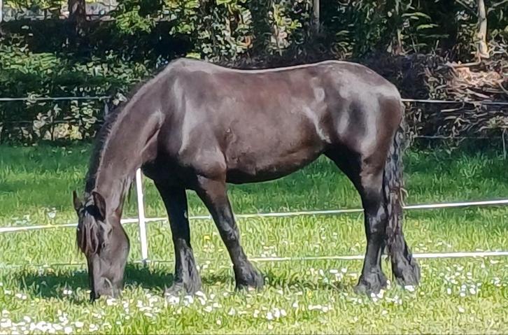 Prachtige Friese stermerrie met vol papier- Lutske, Dieren en Toebehoren, Paarden, Merrie, 165 tot 170 cm, 11 jaar of ouder, Recreatiepaard