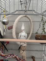 Valkparkiet pop, Dieren en Toebehoren, Vogels | Parkieten en Papegaaien, Vrouwelijk, Parkiet, Tam