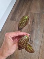 Hoya persicina stekje 1, Ophalen of Verzenden, Overige soorten, Minder dan 100 cm