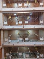 KANARIES, Dieren en Toebehoren, Vogels | Kanaries, Meerdere dieren, Zangkanarie