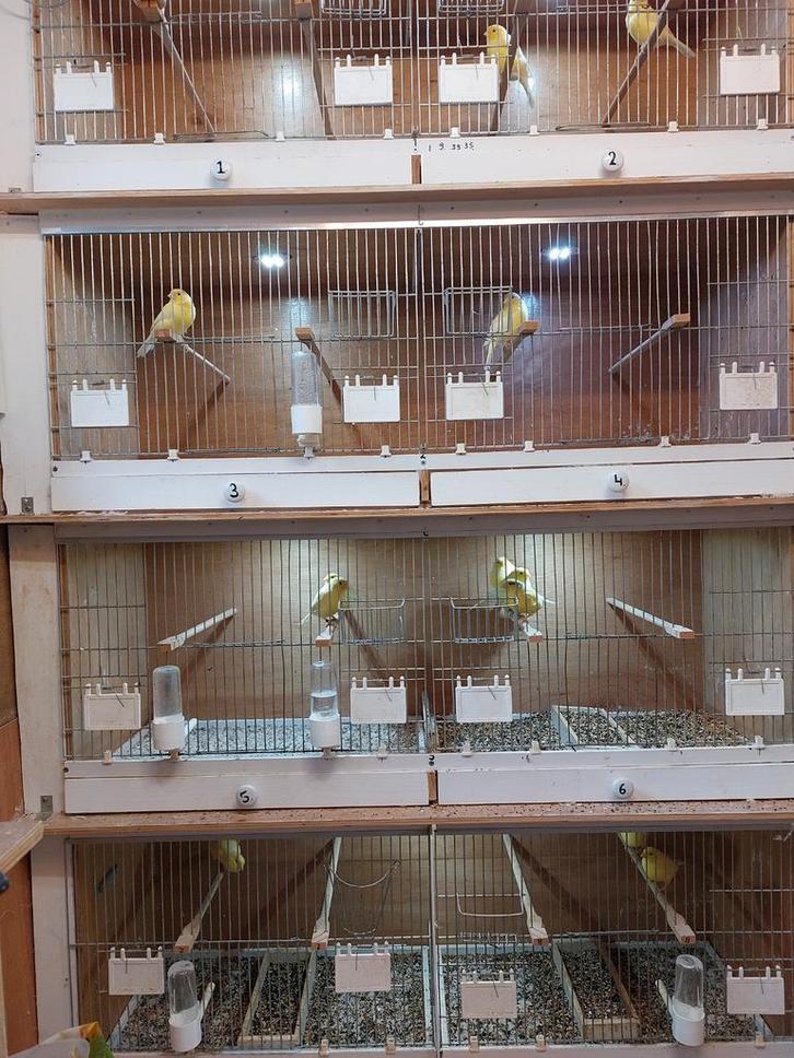 KANARIES, Dieren en Toebehoren, Vogels | Kanaries, Zangkanarie, Meerdere dieren