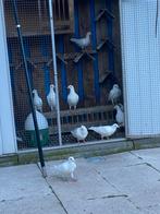 Te koop witte postduiven jongen, Dieren en Toebehoren, Meerdere dieren, Postduif
