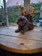 Nog 1 shipoo teefje beschikbaar mag verhuizen, Dieren en Toebehoren, Honden | Chihuahua's en Gezelschapshonden, Overige rassen