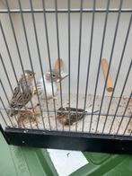 Kanarie, Dieren en Toebehoren, Meerdere dieren, Kleurkanarie