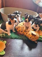 Geweldige Jack Russell Terriër pups, Parvo, Jack Russell Terriër, Reu, 8 tot 15 weken