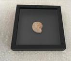 Fossiele Schelp in Fotolijst, Ophalen of Verzenden, Fossiel