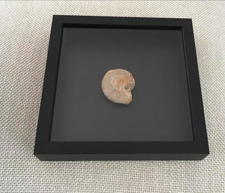 Fossiele Schelp in Fotolijst, Verzamelen, Mineralen en Fossielen, Fossiel, Ophalen of Verzenden
