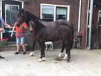 Welsh cob veulen, Hengst, Recreatiepony, Gechipt, 0 tot 2 jaar