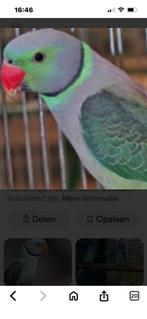 Gezocht koppel Malabar parkiet, Dieren en Toebehoren, Vogels | Parkieten en Papegaaien, Meerdere dieren, Parkiet