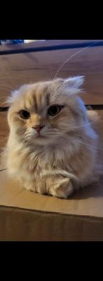 Kater scottish fold  x britse korthaar., Kater, Gechipt