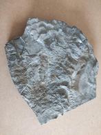 Ichtyosaurus dinosaurus fossiel, wervels, poten, ribben etc, Verzamelen, Mineralen en Fossielen, Ophalen of Verzenden, Fossiel