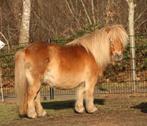 Te koop 5 jarige 2e premie Shetlander stamboek merrie, Dieren en Toebehoren, Merrie