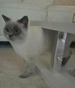 BLUEPOINT BRITISH SHORTHAIR DEKKATER BRITSE KORTHAAR, Dieren en Toebehoren, 0 tot 2 jaar