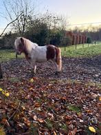 Schitterende lieve kinderpony vosbonte shetlander ruin., Dieren en Toebehoren, Pony's, Ruin, A pony (tot 1.17m), 3 tot 6 jaar