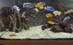 Malawi cichliden, Dieren en Toebehoren, Vis, Zoetwatervis, Schoolvis