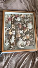Zee fossielen en bijzondere schelpen, Verzamelen, Mineralen en Fossielen, Ophalen, Schelp(en)