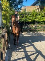 Verzorger aangeboden / verzorg paard gezocht, Dieren en Toebehoren, Ophalen of Verzenden