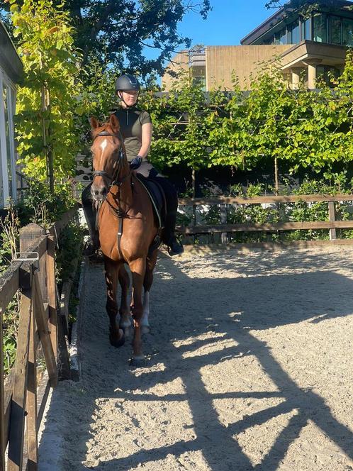 Verzorger aangeboden / verzorg paard gezocht, Dieren en Toebehoren, Paarden en Pony's | Verzorgingsproducten, Ophalen of Verzenden