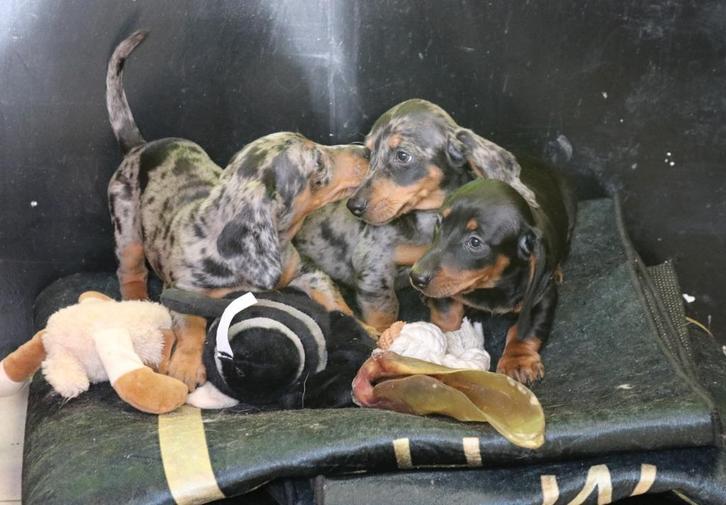 Dwerg Teckel pups beschikbaar, Dieren en Toebehoren, Honden | Teckels en Dashonden, Meerdere dieren, Korthaar, Dwerg, Fokker | Hobbymatig