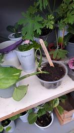 Philodendron, Ophalen, Overige soorten, Minder dan 100 cm