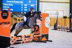 Prachtige C pony te koop, Dieren en Toebehoren, Merrie, Springpony, 11 jaar of ouder, Ontwormd