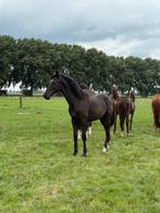 Chique hoogbenige jaarling merrie van Extreme U.S, Dieren en Toebehoren, Merrie, Dressuurpaard, 0 tot 2 jaar