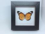 vlinder, Ophalen of Verzenden, Nieuw, Insect, Opgezet dier