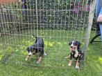 Appenzeller sennen pups, Rabiës (hondsdolheid), Overige rassen, 8 tot 15 weken, Teef
