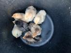 Wyandot kip met 7 kuikens van 2 weken oud nu, Meerdere dieren, Kip