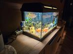 Aquarium inclusief alle benodigheden die er in en op zitten., Dieren en Toebehoren, Ophalen, Gebruikt, Leeg aquarium