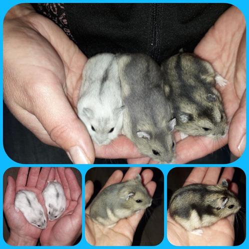 Jonge Russische Dwerghamsters, Dieren en Toebehoren, Knaagdieren, Meerdere dieren, Hamster, Tam