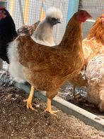 Wyandotte kriel hen meerzomig goud, Vrouwelijk, Kip