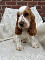 Engelse Cocker Spaniël Teefje, Dieren en Toebehoren, België, Fokker | Hobbymatig, 8 tot 15 weken, Teef