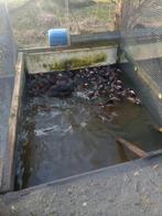 Siereenden, Dieren en Toebehoren, Meerdere dieren, Eend