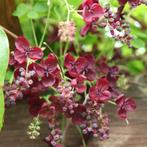 Stek Akebia, Ophalen, Zomer, Vaste plant, Klimplanten