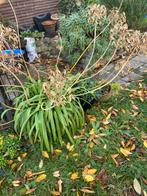 Agapanthus - Kaapse lelie met blauwe bloemen, Tuin en Terras, Planten | Tuinplanten, Volle zon, Vaste plant, Zomer, Ophalen