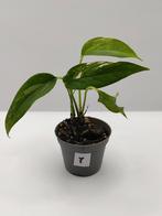 Epipremnum pinnatum albo stekje, Ophalen, Overige soorten, Halfschaduw, Minder dan 100 cm