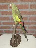 Prachtige opgezette bergparkiet ( Man ), Verzamelen, Dierenverzamelingen, Ophalen of Verzenden, Nieuw, Vogel, Opgezet dier