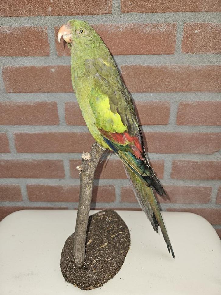 Prachtige opgezette bergparkiet ( Man ), Verzamelen, Dierenverzamelingen, Nieuw, Opgezet dier, Vogel, Ophalen of Verzenden