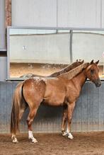 Brave werkwillige 3 jarige D pony, Dieren en Toebehoren, Merrie, Gechipt, Zadelmak, 3 tot 6 jaar