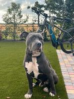 Amerikaanse Stafford Blue dekreu!, Dieren en Toebehoren, CDV (hondenziekte), Reu, 1 tot 2 jaar, Eén hond