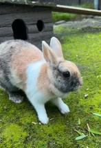 2 dwergkonijnen driekleur zwartjapanner met reismand en ren, Dieren en Toebehoren, Konijnen, Meerdere dieren, Dwerg, 3 tot 5 jaar