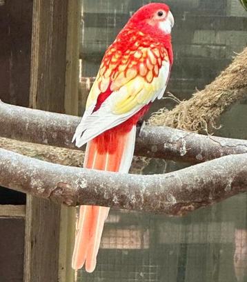 Inkoop en verkoop van vogels  beschikbaar voor biedingen