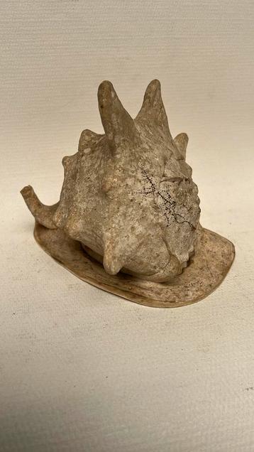 Prachtige grote schelp 22cm lang en 18cm hoog beschikbaar voor biedingen