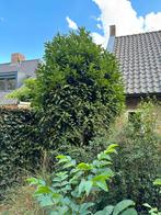 Laurierboom - 3 meter hoog, Bloeit niet, Overige soorten, 250 tot 400 cm, Ophalen