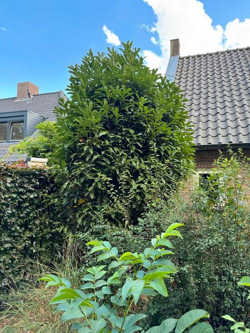 Laurierboom - 3 meter hoog, Tuin en Terras, Planten | Bomen, Overige soorten, 250 tot 400 cm, Volle zon, Bloeit niet, In pot, Ophalen