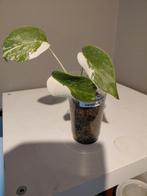 Monstera Albo Variegata    Jonge plant    nr 10, Ophalen of Verzenden, Halfschaduw, Minder dan 100 cm